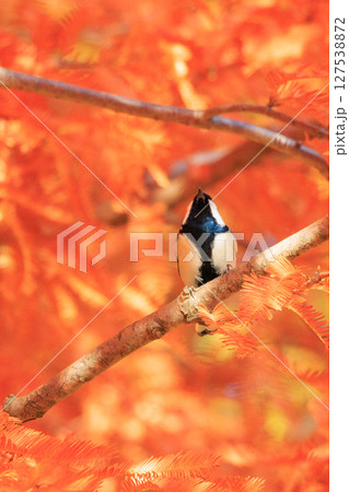 胸のネクタイが可愛らしい身近な野鳥 シジュウカラ 胸のネクタイが可愛らしい身近な野鳥 シジュウカラ 127538872