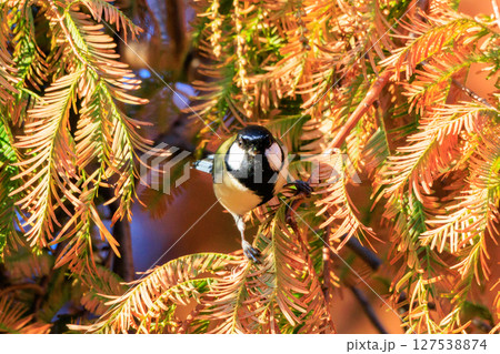 胸のネクタイが可愛らしい身近な野鳥 シジュウカラ 胸のネクタイが可愛らしい身近な野鳥 シジュウカラ 127538874