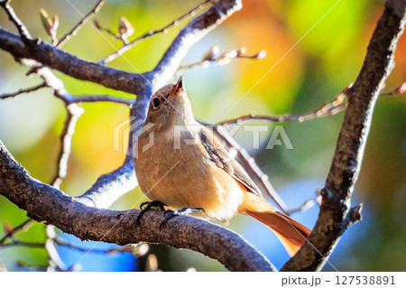 ジョビコの愛称で可愛らしい仕草が愛される冬鳥の ジョウビタキの雌 127538891