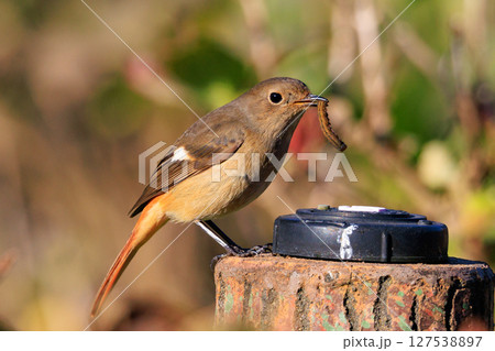 ジョビコの愛称で可愛らしい仕草が愛される冬鳥の ジョウビタキの雌 127538897
