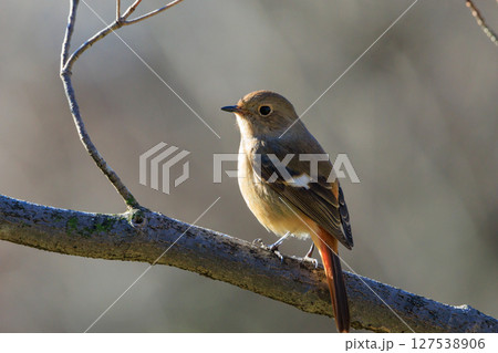 ジョビコの愛称で可愛らしい仕草が愛される冬鳥の ジョウビタキの雌 ジョビコの愛称で可愛らしい仕草が愛される冬鳥の ジョウビタキの雌 127538906