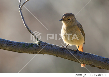 ジョビコの愛称で可愛らしい仕草が愛される冬鳥の ジョウビタキの雌 127538907