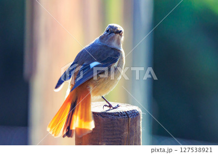 ジョビコの愛称で可愛らしい仕草が愛される冬鳥の ジョウビタキの雌 127538921