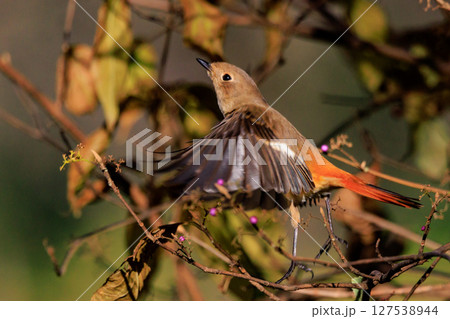 ジョビコの愛称で可愛らしい仕草が愛される冬鳥の ジョウビタキの雌 127538944
