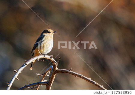ジョビコの愛称で可愛らしい仕草が愛される冬鳥の ジョウビタキの雌 127538950