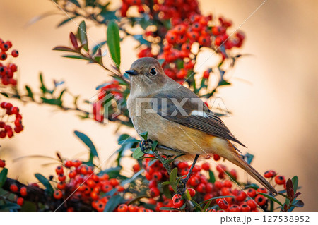 ジョビコの愛称で可愛らしい仕草が愛される冬鳥の ジョウビタキの雌 127538952