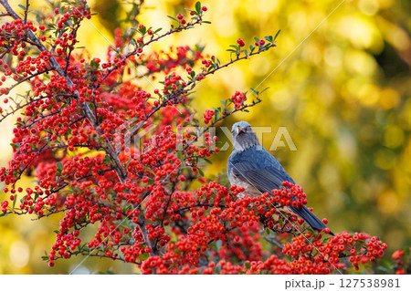 賑やかで目立つために日本では身近でも海外では珍鳥 ヒヨドリ 127538981