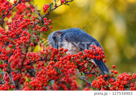 賑やかで目立つために日本では身近でも海外では珍鳥 ヒヨドリ 127538983