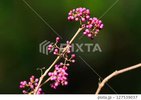 紫色に熟す重なり合った実を紫重実(むらさきしきみ)と呼び、紫式部にたとえた通説があるムラサキシキブ 紫色に熟す重なり合った実を紫重実(むらさきしきみ)と呼び、紫式部にたとえた通説があるムラサキシキブ 127539037