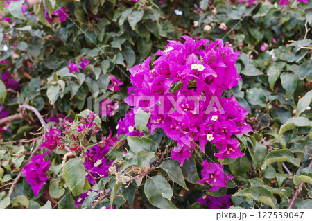 Blooming bougainvillea plant covered with vivid magenta bracts and green leaves in natural light. Concept of summer bloom, tropical gardening and Mediterranean ornamental plants. Blooming bougainvillea plant covered with vivid magenta bracts and green leaves in natural light. Concept of summer bloom, tropical gardening and Mediterranean ornamental plants. 127539047
