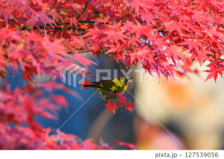 ウグイスと間違われる緑色の綺麗な体と白い眼鏡が特徴の鳥メジロ ウグイスと間違われる緑色の綺麗な体と白い眼鏡が特徴の鳥メジロ 127539056