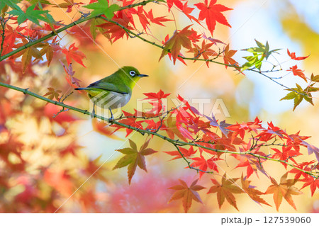 ウグイスと間違われる緑色の綺麗な体と白い眼鏡が特徴の鳥メジロ 127539060