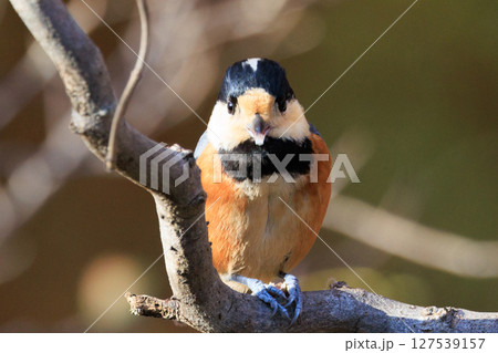 鳴き真似や芸をこなす器用な鳥 ヤマガラ 鳴き真似や芸をこなす器用な鳥 ヤマガラ 127539157