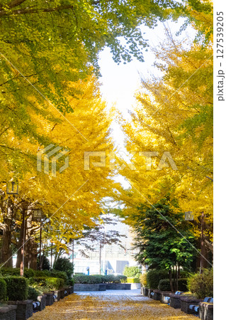 錦のように色づく公園の秋 錦のように色づく公園の秋 127539205