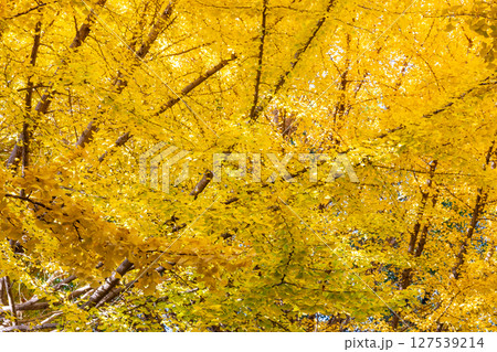 錦のように色づく公園の秋 127539214