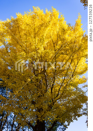 錦のように色づく公園の秋 127539216