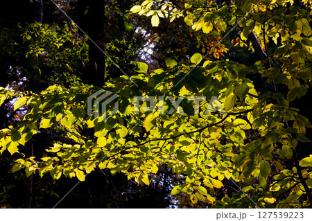 錦のように色づく公園の秋 錦のように色づく公園の秋 127539223