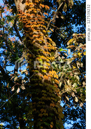 錦のように色づく公園の秋 錦のように色づく公園の秋 127539232