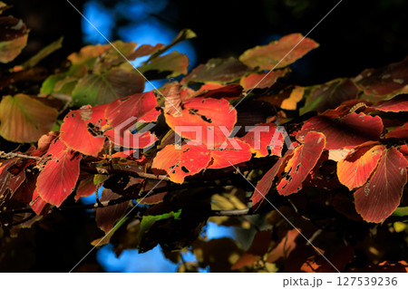 錦のように色づく公園の秋 錦のように色づく公園の秋 127539236