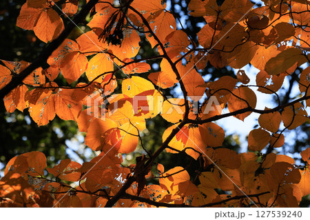 錦のように色づく公園の秋 127539240