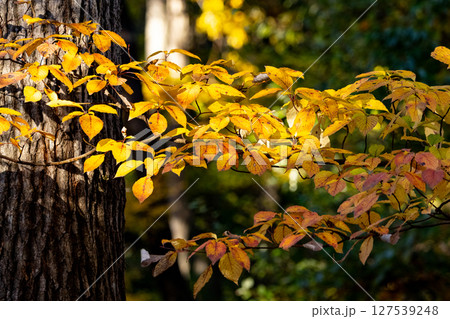 錦のように色づく公園の秋 錦のように色づく公園の秋 127539248