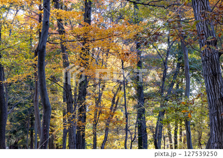 錦のように色づく公園の秋 127539250