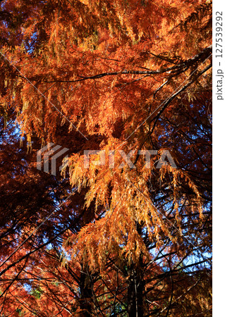 錦のように色づく公園の秋 127539292