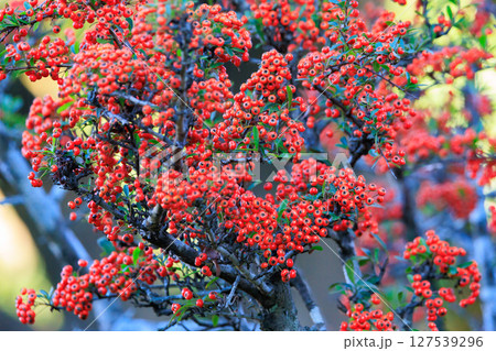 錦のように色づく公園の秋 127539296