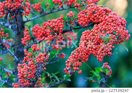 錦のように色づく公園の秋 127539297