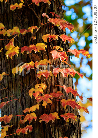 錦のように色づく公園の秋 127539307