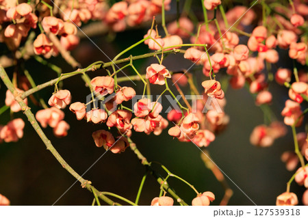 錦のように色づく公園の秋 127539318