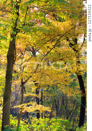 錦のように色づく公園の秋 錦のように色づく公園の秋 127539322