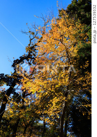 錦のように色づく公園の秋 127539332