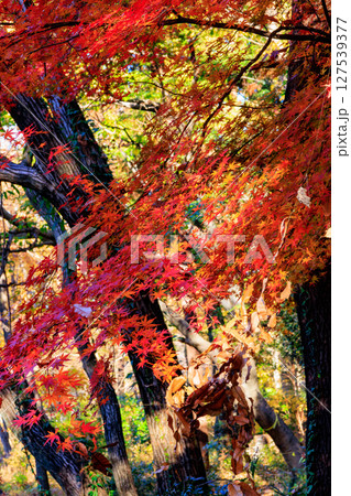 錦のように色づく公園の秋 127539377