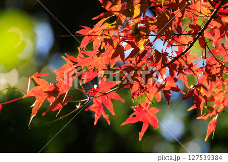 錦のように色づく公園の秋 127539384
