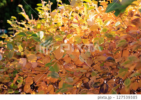 錦のように色づく公園の秋 127539385