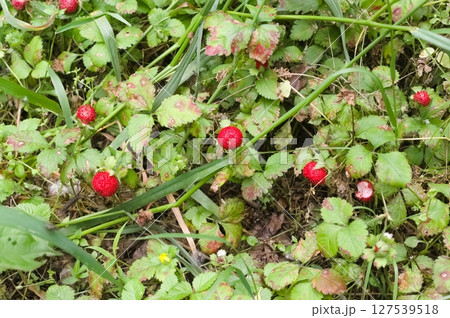 ヘビイチゴ 127539518