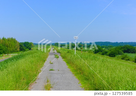 千葉県我孫子市利根川サイクリングロード沿線2025年6月 127539585