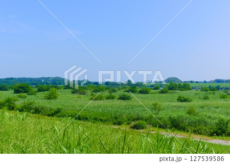 千葉県我孫子市利根川サイクリングロード沿線2025年6月 127539586