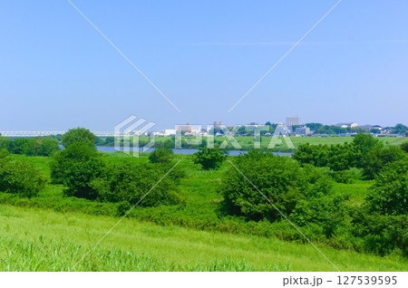 千葉県我孫子市利根川サイクリングロード沿線2025年6月 千葉県我孫子市利根川サイクリングロード沿線2025年6月 127539595