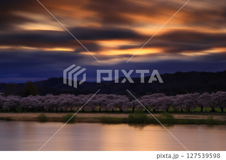 青空に映える満開の桜 127539598
