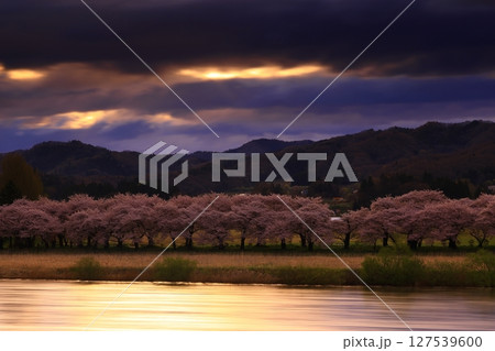 青空に映える満開の桜 127539600