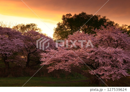 夕陽に染まる桜 127539624