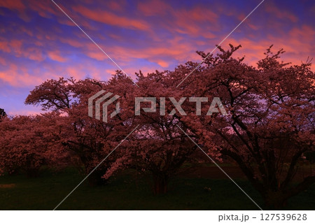 夕陽に染まる桜 夕陽に染まる桜 127539628