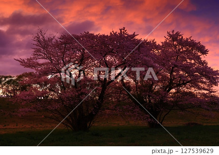 夕陽に染まる桜 127539629