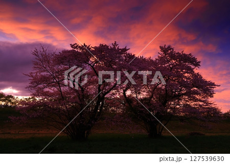 夕陽に染まる桜 127539630