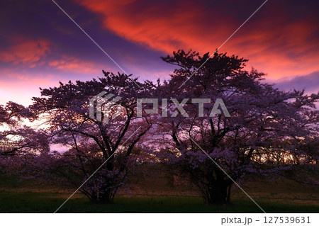 夕陽に染まる桜 127539631