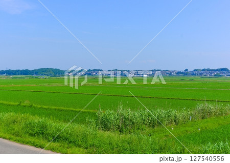 千葉県我孫子市手賀川沿い2025年6月 127540556