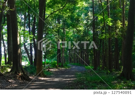 千葉県柏市増尾城址公園周辺2025年6月 127540891