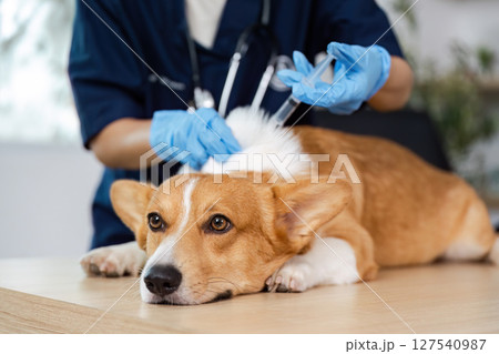 Veterinary Treatment. A veterinarian administers a vaccine to a corgi dog in a clinic. Veterinary Treatment. A veterinarian administers a vaccine to a corgi dog in a clinic. 127540987